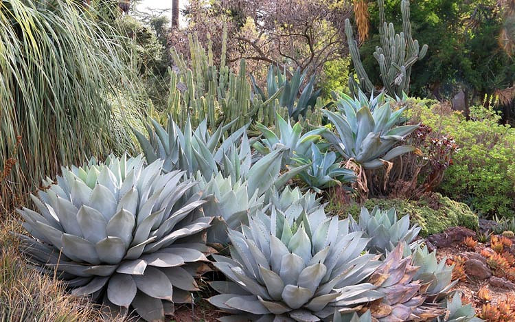 Agave parryi (Artichoke Agave)